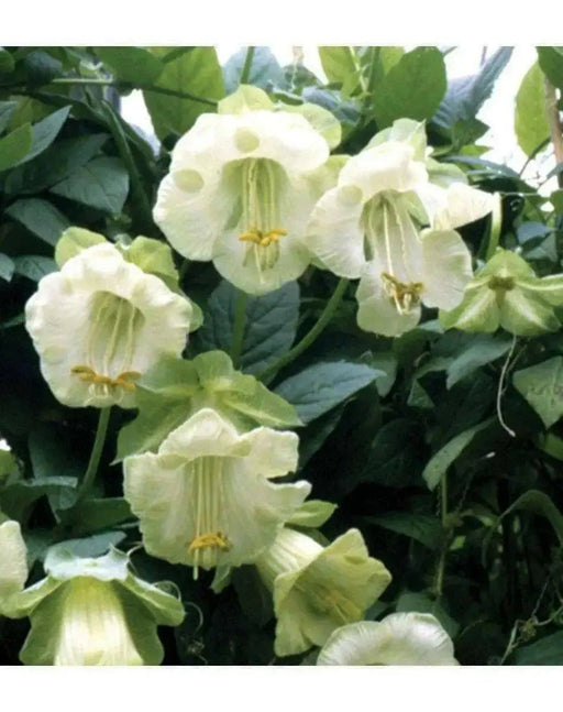 Cup and Saucer Vine  (COBAEA,ALBA)  Cathedral Bells ,Perennial Flower Seed! - Caribbean garden seed