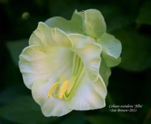 Cup and Saucer Vine  (COBAEA,ALBA)  Cathedral Bells ,Perennial Flower Seed! - Caribbean garden seed
