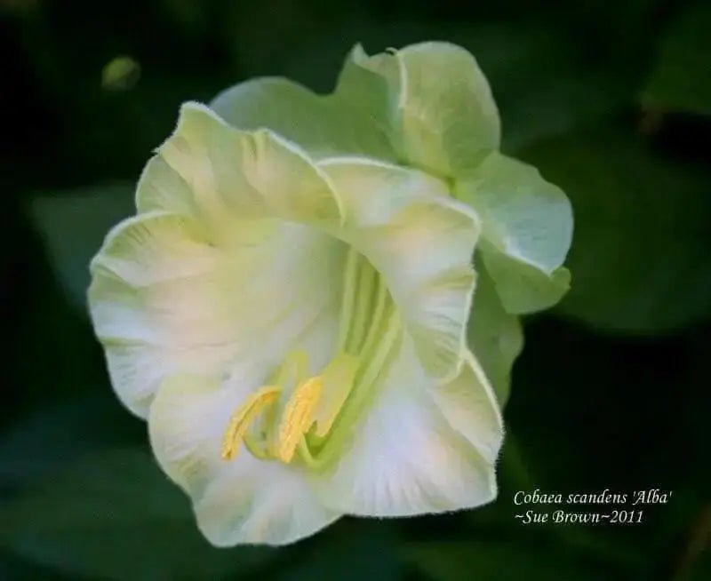 Cup and Saucer Vine  (COBAEA,ALBA)  Cathedral Bells ,Perennial Flower Seed! - Caribbean garden seed