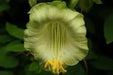 Cup and Saucer Vine  (COBAEA,ALBA)  Cathedral Bells ,Perennial Flower Seed! - Caribbean garden seed