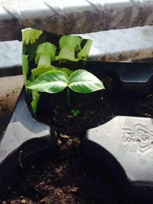 Cup and Saucer Vine  (COBAEA,ALBA)  Cathedral Bells ,Perennial Flower Seed! - Caribbean garden seed