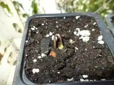 Cup and Saucer Vine  (COBAEA,ALBA)  Cathedral Bells ,Perennial Flower Seed! - Caribbean garden seed