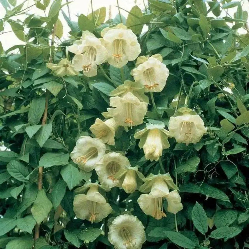 Cup and Saucer Vine  (COBAEA,ALBA)  Cathedral Bells ,Perennial Flower Seed! - Caribbean garden seed