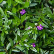 Cuphea Mexican Heather, Allyson PURPLE (LIVE STARTER PLANT)  flowering SHRUB - Caribbean garden seed