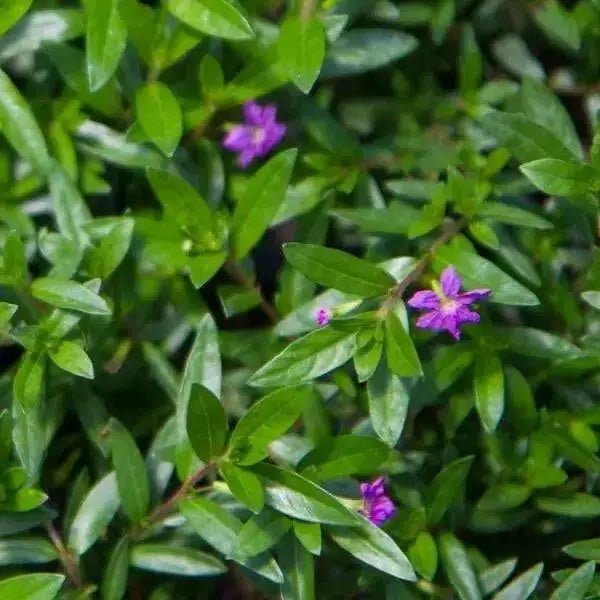 Cuphea Mexican Heather, Allyson PURPLE (LIVE STARTER PLANT)  flowering SHRUB - Caribbean garden seed