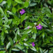 Cuphea Mexican Heather, Allyson PURPLE (LIVE STARTER PLANT)  flowering SHRUB - Caribbean garden seed