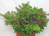 Cuphea Mexican Heather, Allyson PURPLE (LIVE STARTER PLANT)  flowering SHRUB - Caribbean garden seed