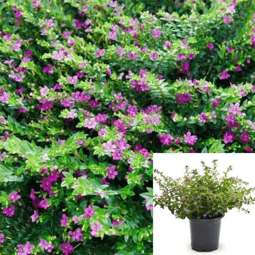Cuphea Mexican Heather, Allyson PURPLE (LIVE STARTER PLANT)  flowering SHRUB - Caribbean garden seed