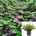 Cuphea Mexican Heather, Allyson PURPLE (LIVE STARTER PLANT)  flowering SHRUB - Caribbean garden seed