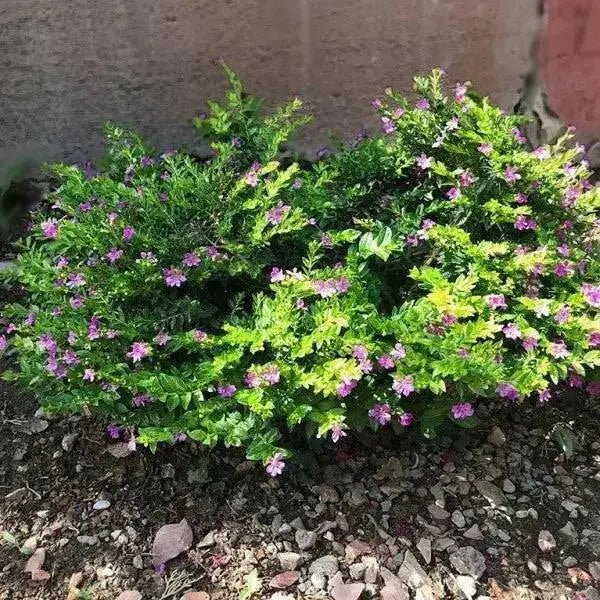 Cuphea Mexican Heather, Allyson PURPLE (LIVE STARTER PLANT)  flowering SHRUB - Caribbean garden seed