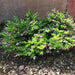 Cuphea Mexican Heather, Allyson PURPLE (LIVE STARTER PLANT)  flowering SHRUB - Caribbean garden seed
