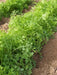 CURL CRESS ,HERB SEEDS, Microgreen - Caribbean garden seed