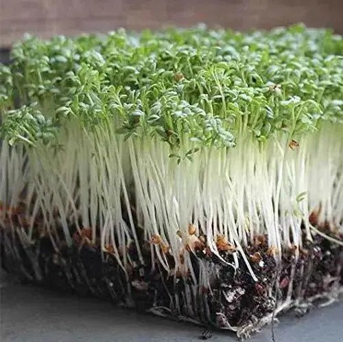 CURL CRESS ,HERB SEEDS, Microgreen - Caribbean garden seed