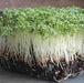 CURL CRESS ,HERB SEEDS, Microgreen - Caribbean garden seed