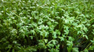 CURL CRESS ,HERB SEEDS, Microgreen - Caribbean garden seed