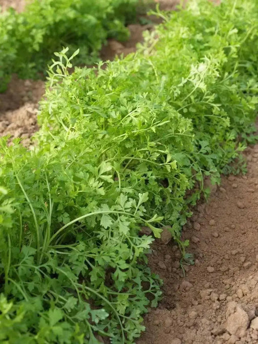 CURL CRESS ,HERB SEEDS, Microgreen - Caribbean garden seed