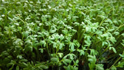 CURL CRESS ,HERB SEEDS, Microgreen - Caribbean garden seed