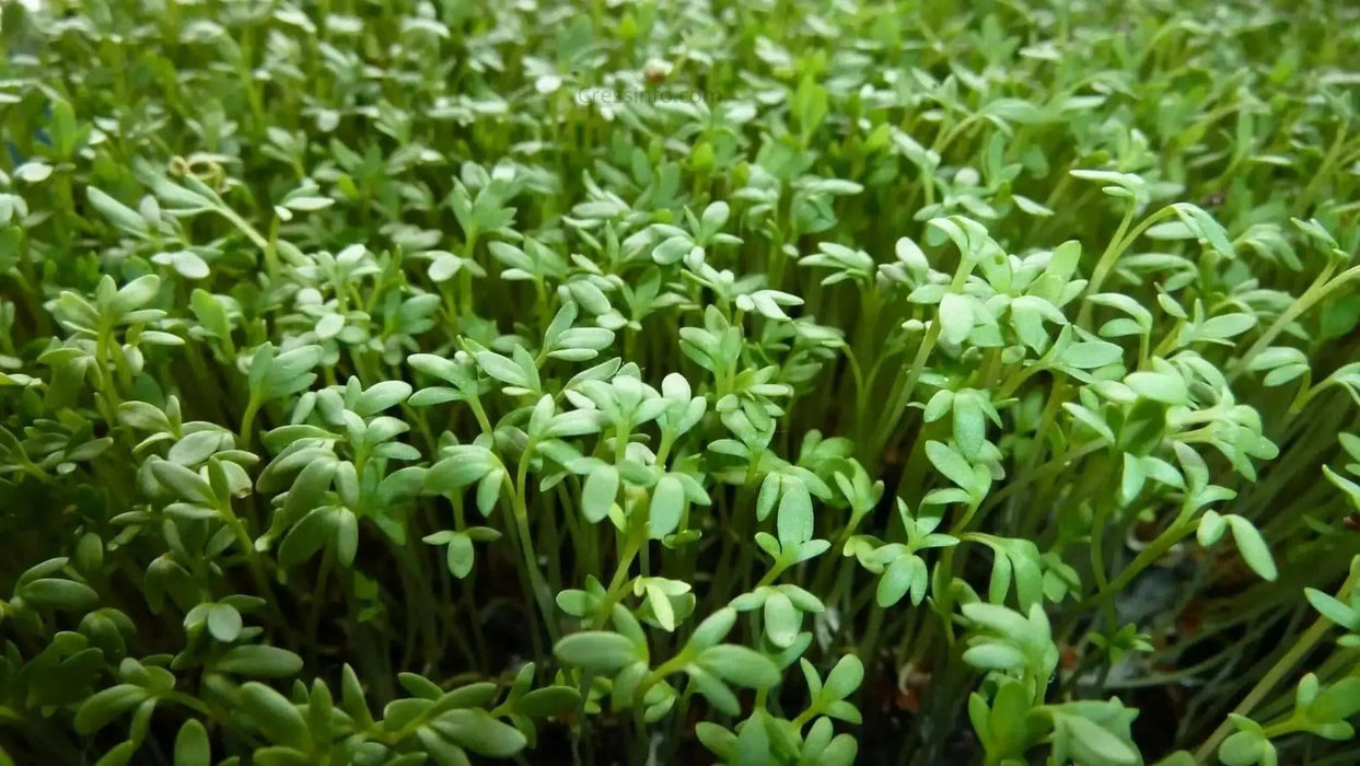CURL CRESS ,HERB SEEDS, Microgreen - Caribbean garden seed