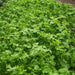 CURL CRESS ,HERB SEEDS, Microgreen - Caribbean garden seed