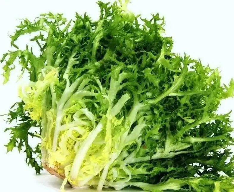 Curled Ruffec Endive Seeds, cold hardy vegetable - Caribbean garden seed