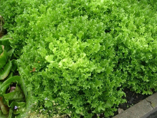 Curled Ruffec Endive Seeds, cold hardy vegetable - Caribbean garden seed