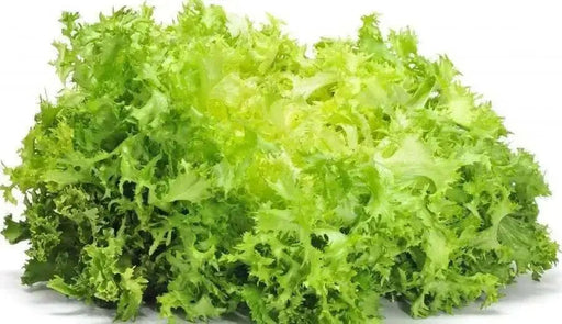Curled Ruffec Endive Seeds, cold hardy vegetable - Caribbean garden seed