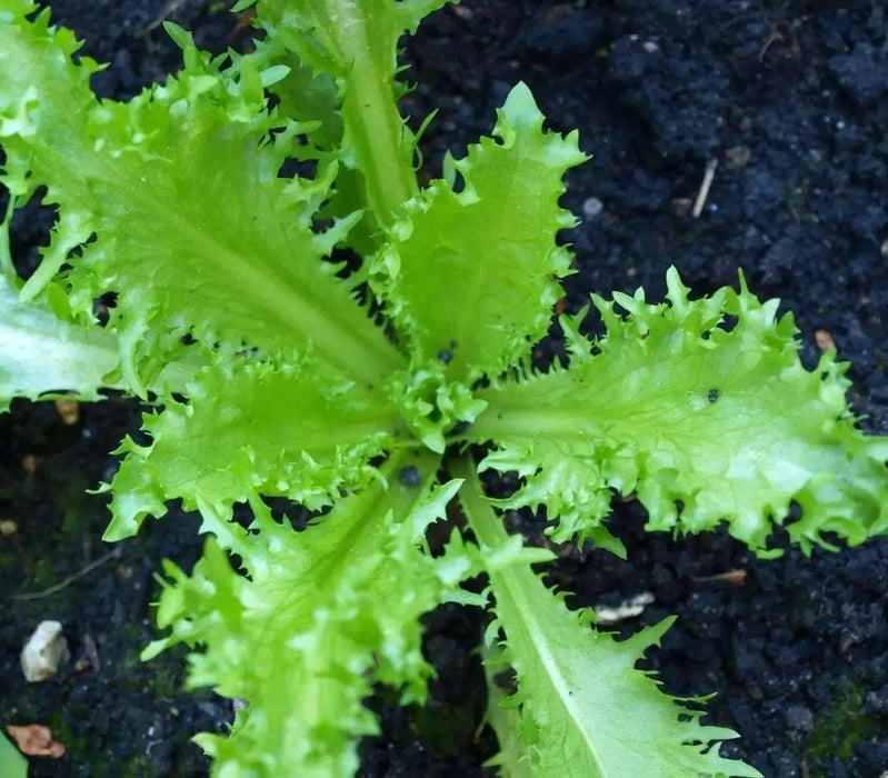 Curled Ruffec Endive Seeds, cold hardy vegetable - Caribbean garden seed