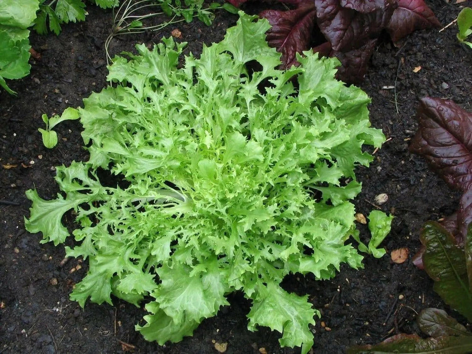 Curled Ruffec Endive Seeds, cold hardy vegetable - Caribbean garden seed