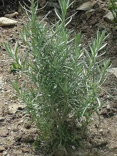 Curry PLANT (LIVE STARTER PLANT) PERENNIAL HERB - Caribbean garden seed