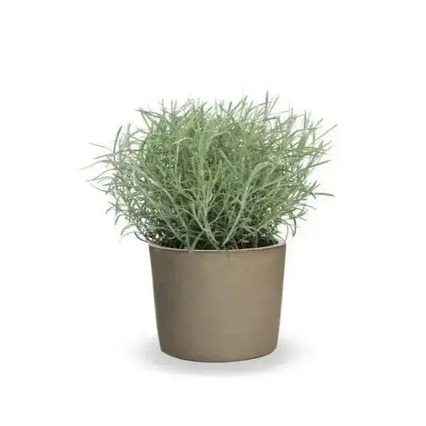 Curry PLANT (LIVE STARTER PLANT) PERENNIAL HERB - Caribbean garden seed