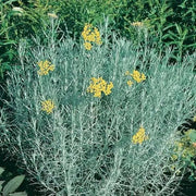 Curry PLANT (LIVE STARTER PLANT) PERENNIAL HERB - Caribbean garden seed
