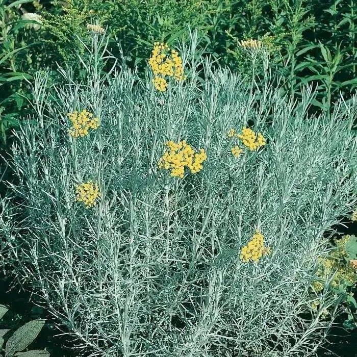 Curry PLANT (LIVE STARTER PLANT) PERENNIAL HERB - Caribbean garden seed