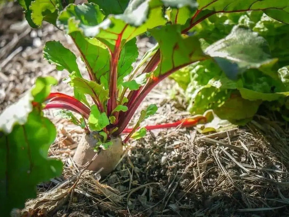 Cylindra Beet Seed, Heirloom vegetable - Caribbean garden seed