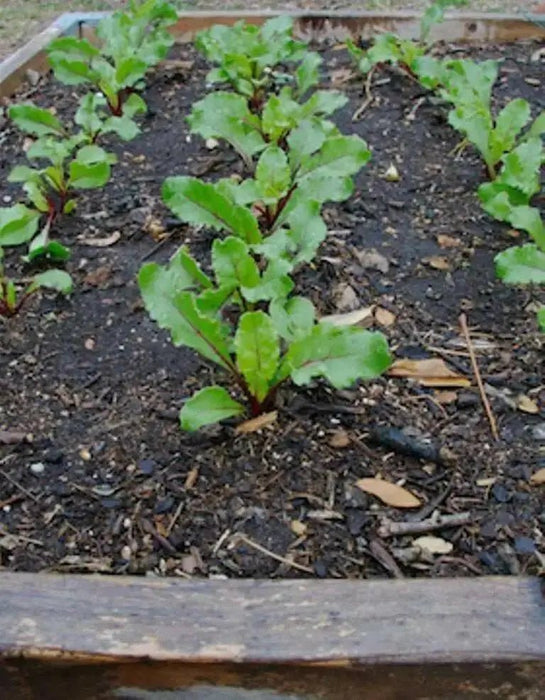 Cylindra Beet Seed, Heirloom vegetable - Caribbean garden seed