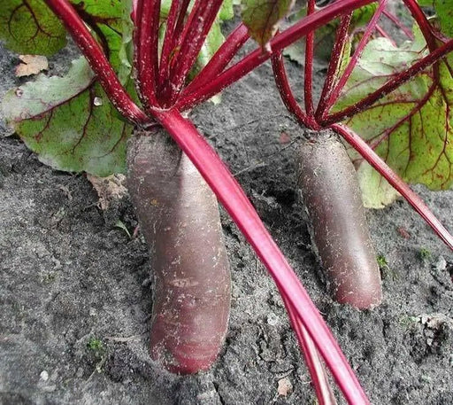 Cylindra Beet Seed, Heirloom vegetable - Caribbean garden seed