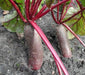 Cylindra Beet Seed, Heirloom vegetable - Caribbean garden seed