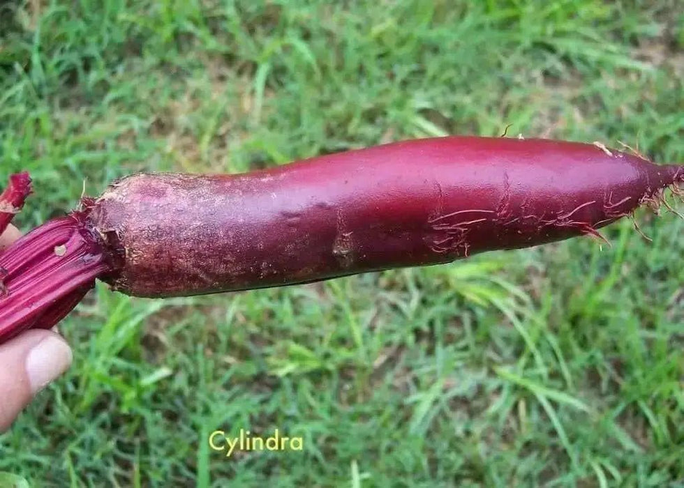 Cylindra Beet Seed, Heirloom vegetable - Caribbean garden seed