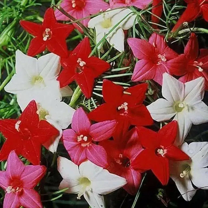 Cypress Vine Mix (Ipomoea Pennata Mix)  SEEDS,easy to start from seed! - Caribbean garden seed