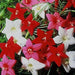 Cypress Vine Mix (Ipomoea Pennata Mix) SEEDS,easy to start from seed! - Caribbeangardenseed