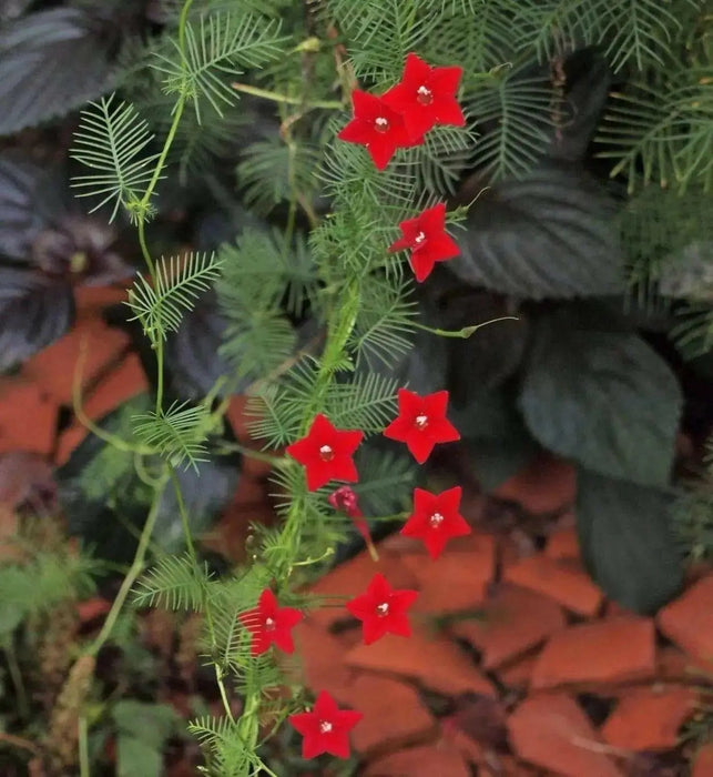 Cypress Vine Mix (Ipomoea Pennata Mix)  SEEDS,easy to start from seed! - Caribbean garden seed