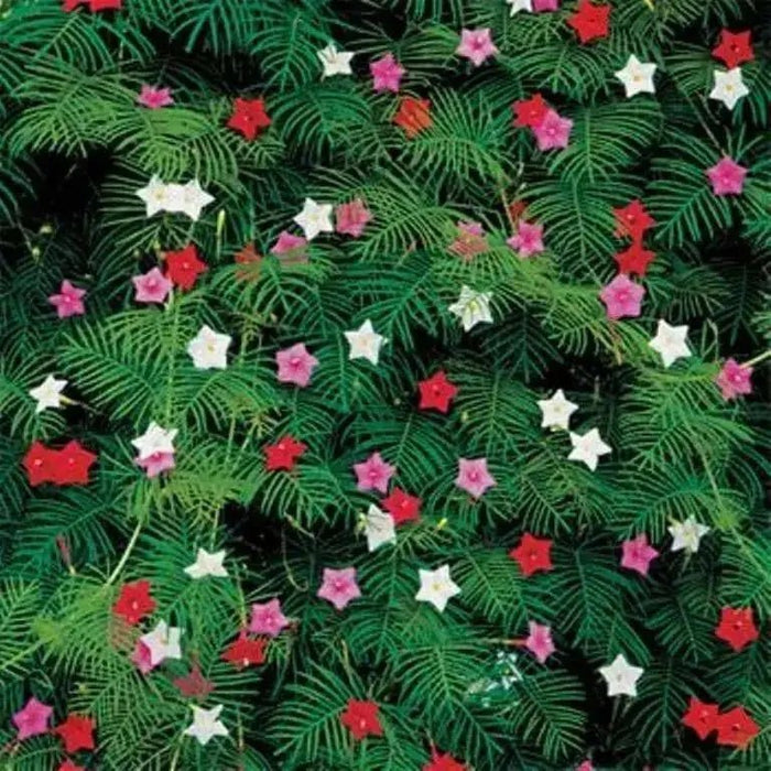Cypress Vine Mix (Ipomoea Pennata Mix)  SEEDS,easy to start from seed! - Caribbean garden seed