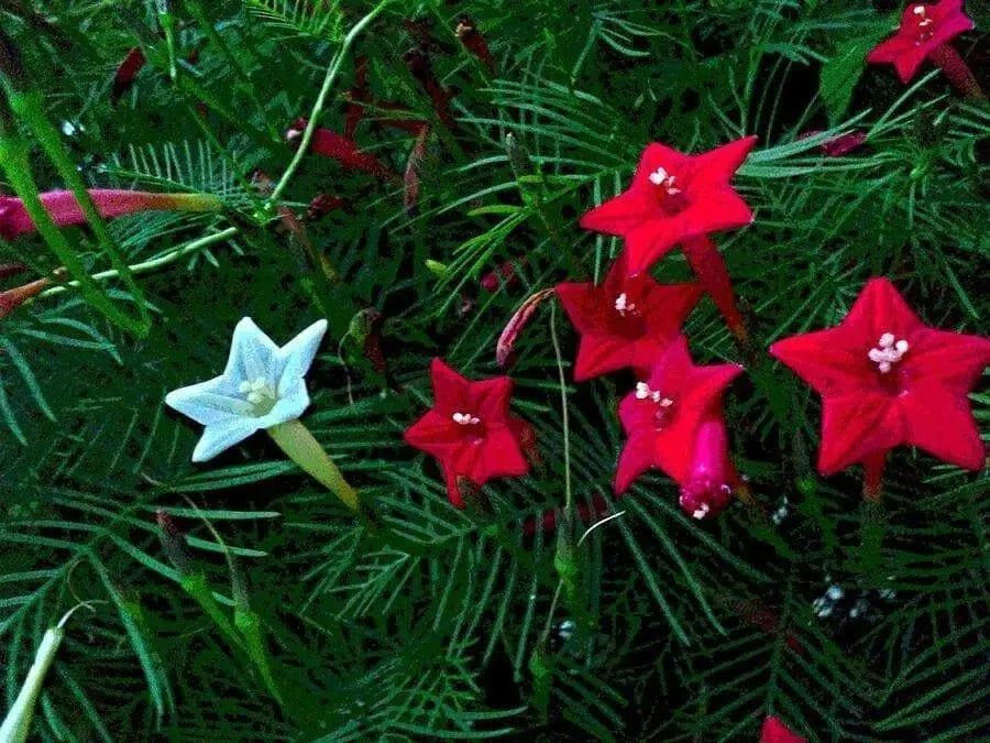 Cypress Vine Mix (Ipomoea Pennata Mix)  SEEDS,easy to start from seed! - Caribbean garden seed