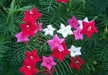 Cypress Vine Mix (Ipomoea Pennata Mix)  SEEDS,easy to start from seed! - Caribbean garden seed