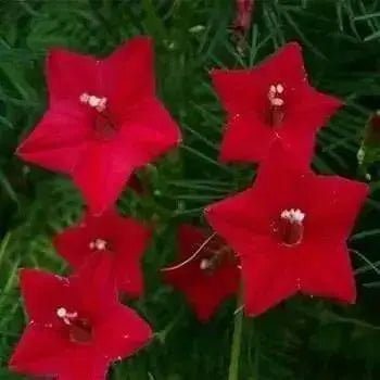 Cypress Vine Red (Ipomoea Pennata Red) a beautiful climbing vine, - Caribbean garden seed