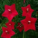 Cypress Vine Red (Ipomoea Pennata Red) a beautiful climbing vine, - Caribbean garden seed