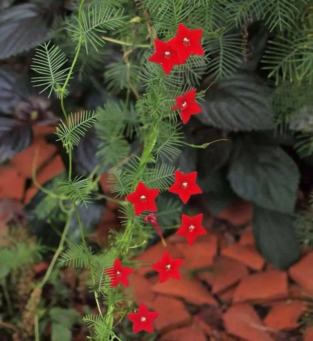 Cypress Vine Red (Ipomoea Pennata Red) a beautiful climbing vine, - Caribbean garden seed