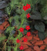Cypress Vine Red (Ipomoea Pennata Red) a beautiful climbing vine, - Caribbean garden seed