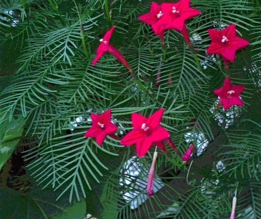 Cypress Vine Red (Ipomoea Pennata Red) a beautiful climbing vine, - Caribbean garden seed