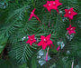 Cypress Vine Red (Ipomoea Pennata Red) a beautiful climbing vine, - Caribbean garden seed