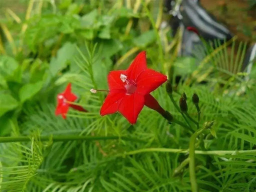 Cypress Vine Red (Ipomoea Pennata Red) a beautiful climbing vine, - Caribbean garden seed